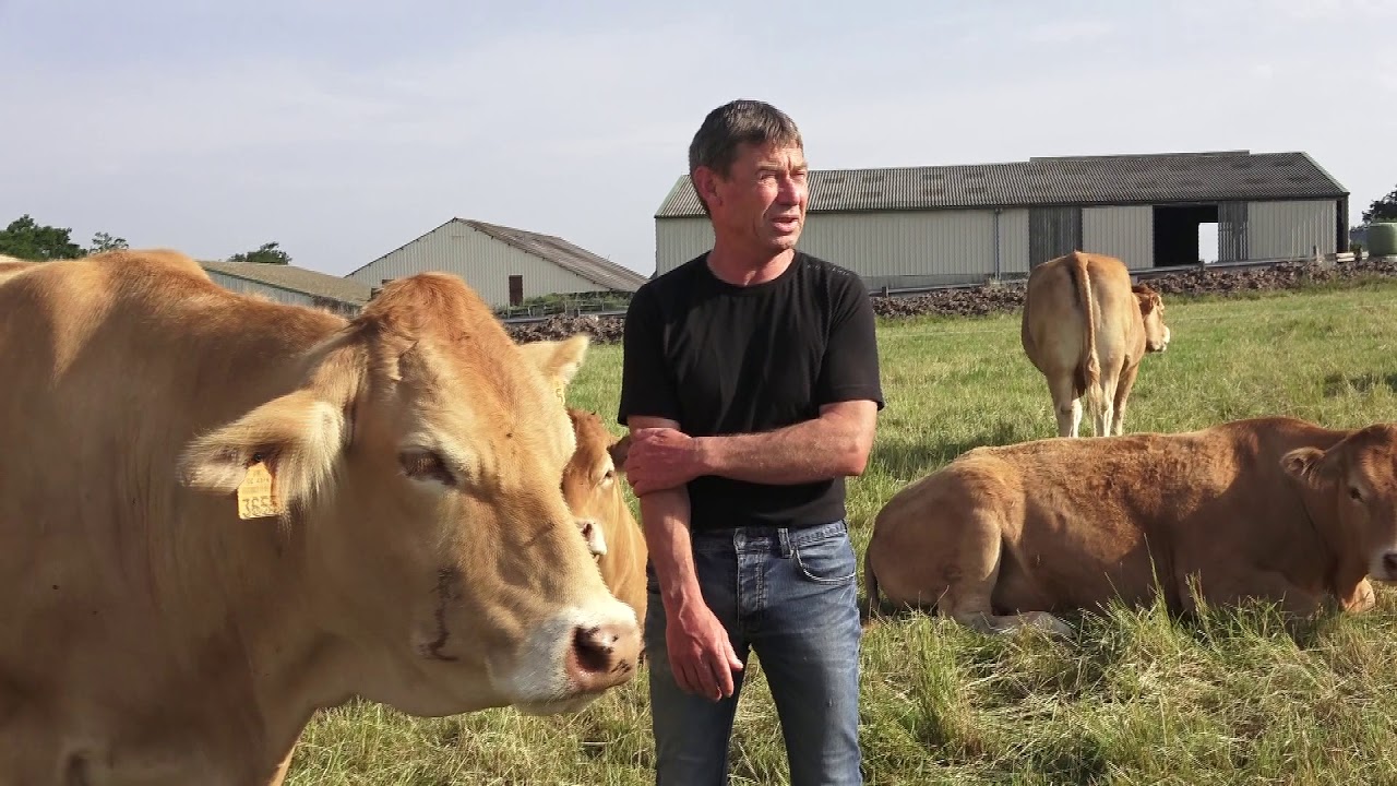 Pascal PELLUAU, éleveur de vaches Limousines
