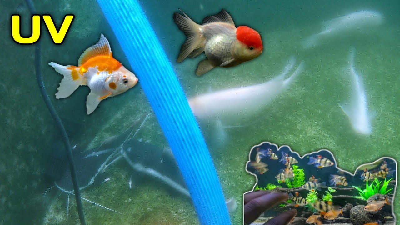 UV sterilizer Update & NEW Goldfish | UV එක සාර්ථකද...? පට්ට පිරිසිදු වතුර!!!