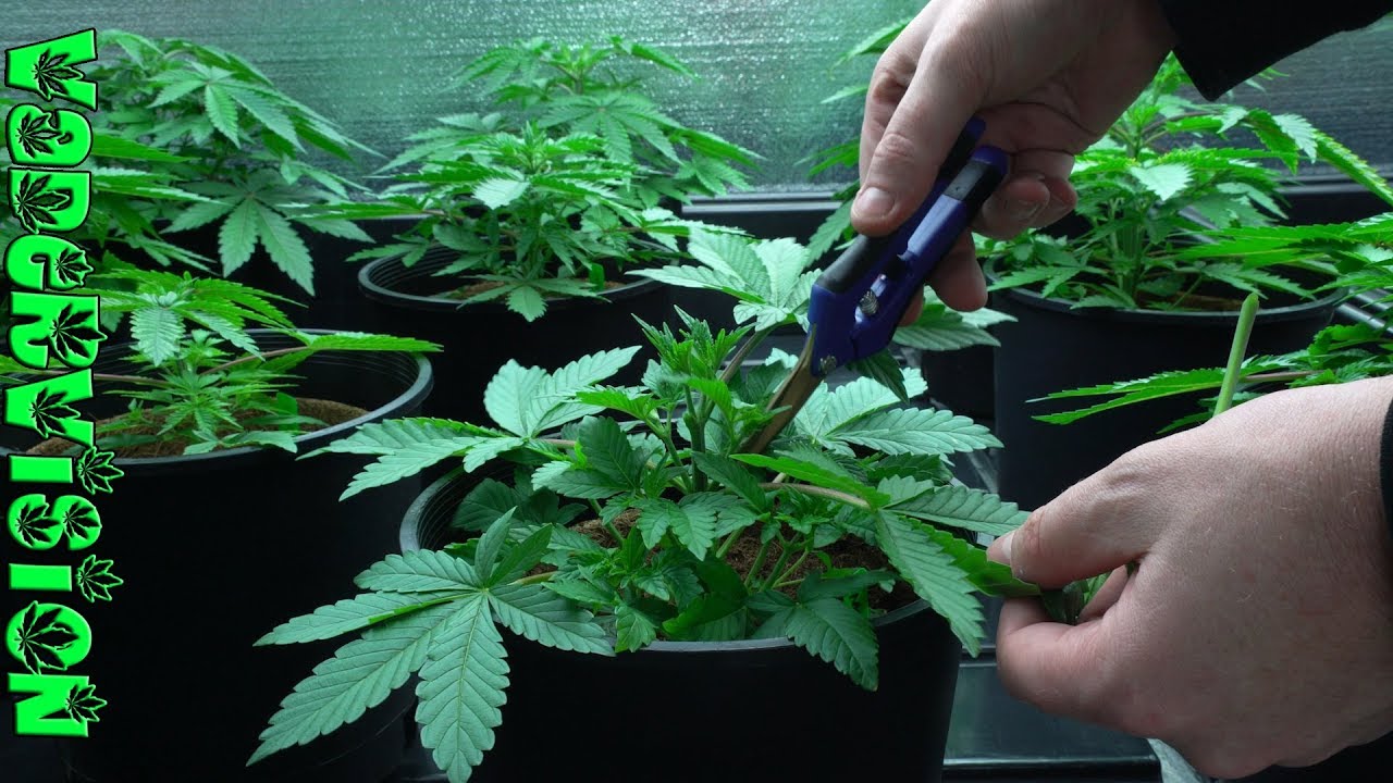 2018 Cali Legal Grow * Day 29 * Seedlings Get Fan Leaves Stripped