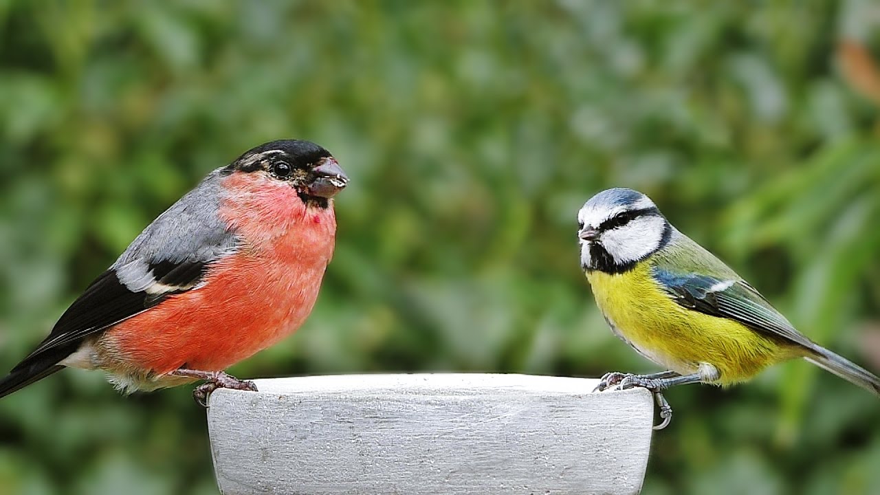 Bird Song : Garden Birds, Video and Birdsong Extravaganza