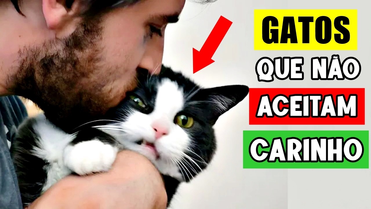 Surpreso que seu gato não gosta de carinho? AQUI está TUDO que você precisa saber!