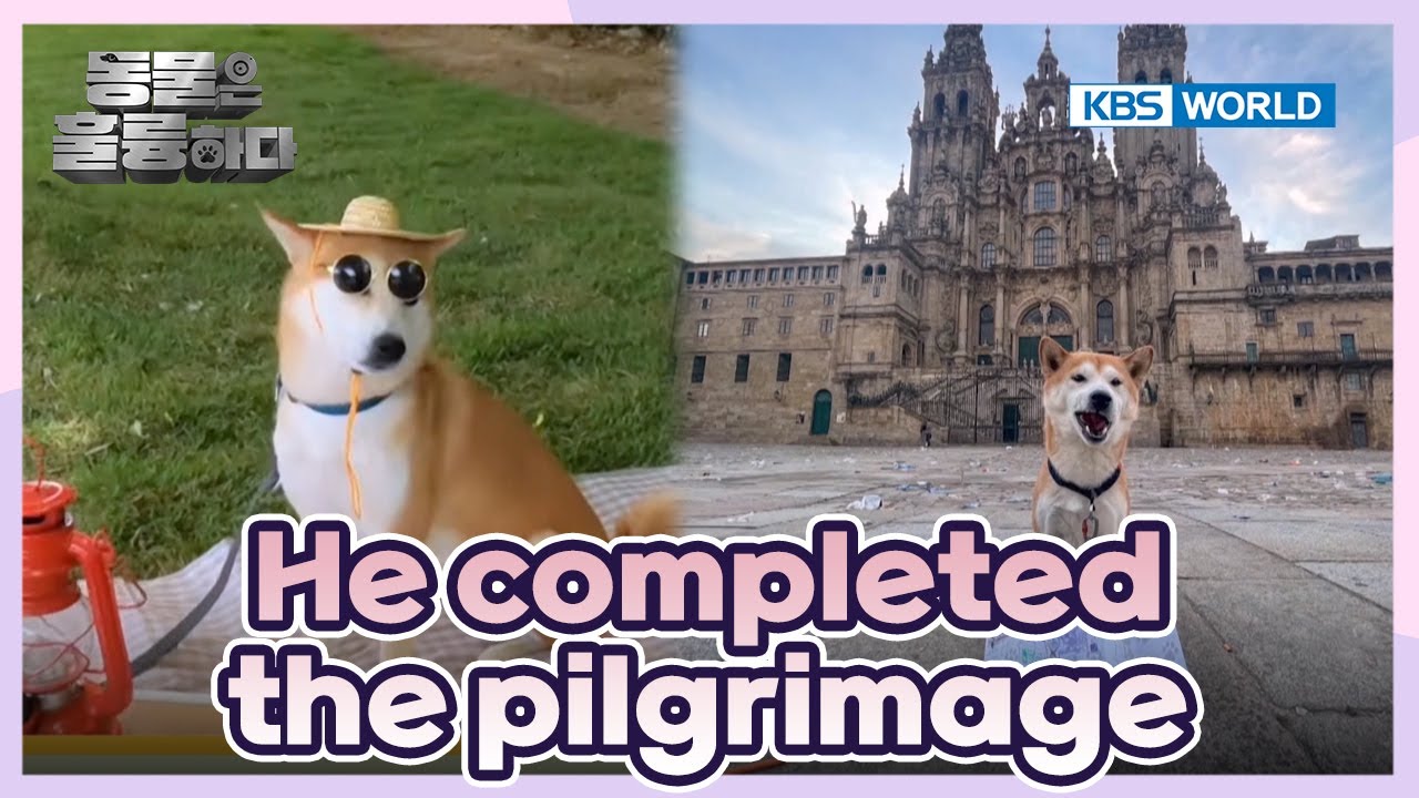 He's a pilgrim dog🐕 [Animals Are Incredible : EP.6-4] | KBS WORLD TV 250205