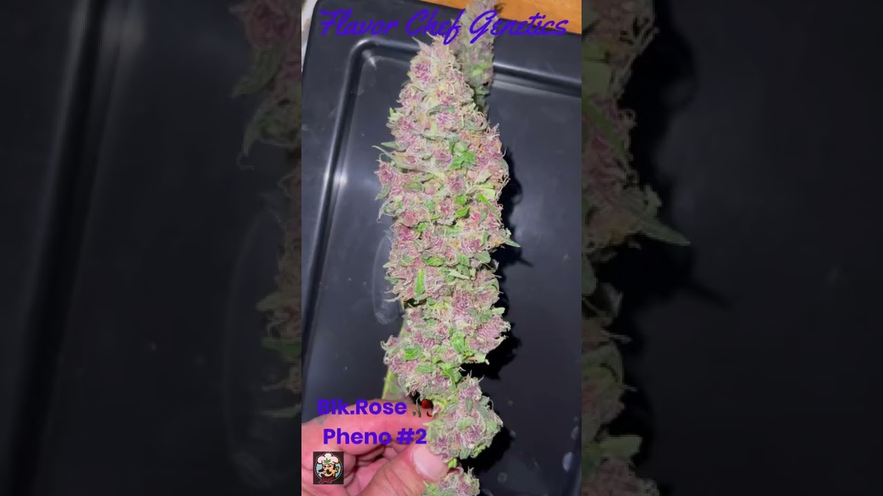 That  pretty weed #BlackRose pheno 2 #FlavorChefGenetics
