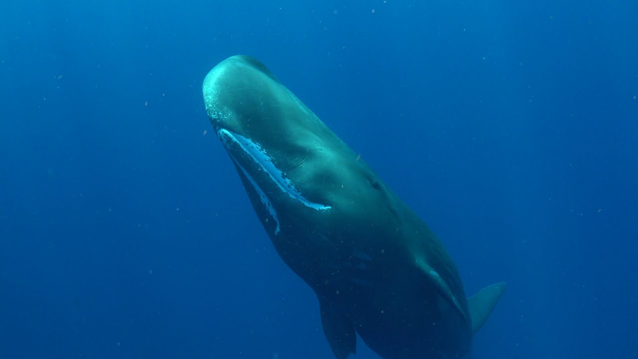 A Creaking, Communicative Extraordinary Sperm Whale