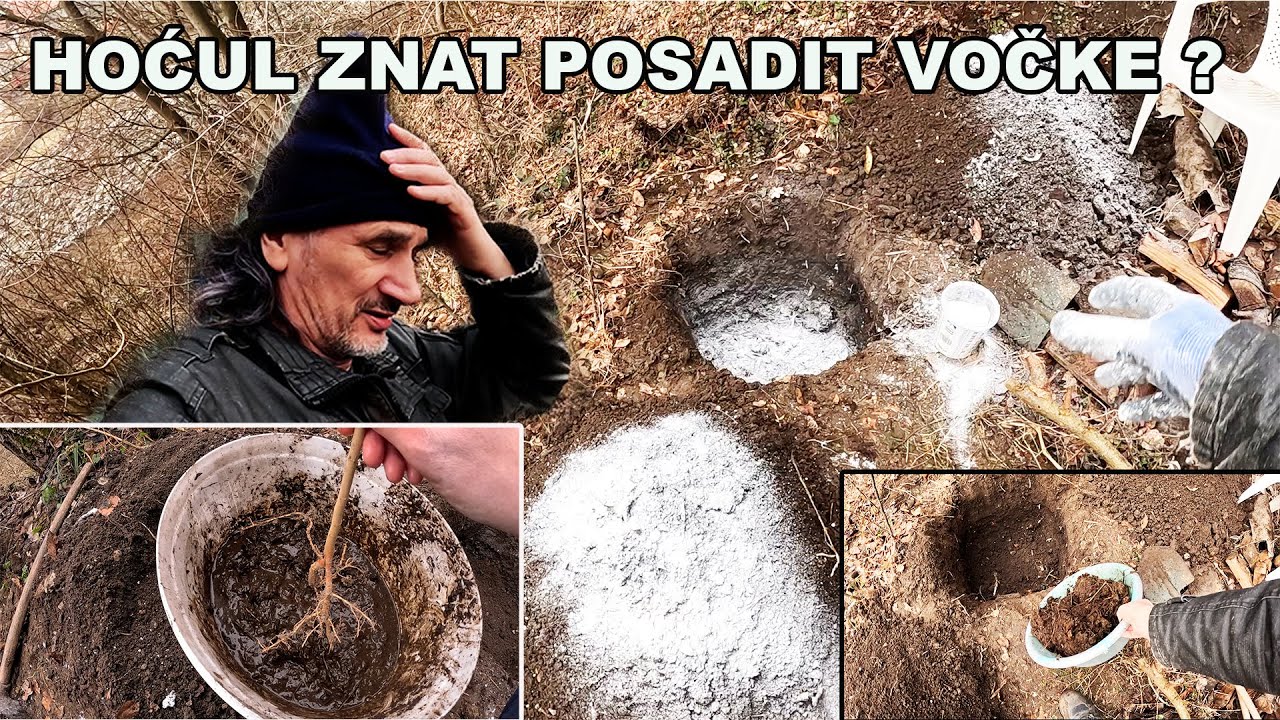 Kako se pravilno sade voćke