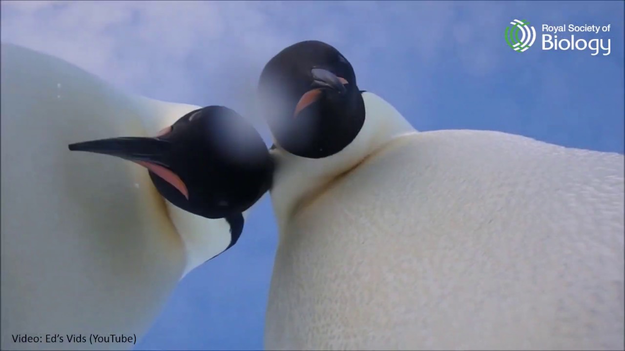 Day 5 of 24 Species of Christmas: the Emperor penguin | Royal Society of Biology