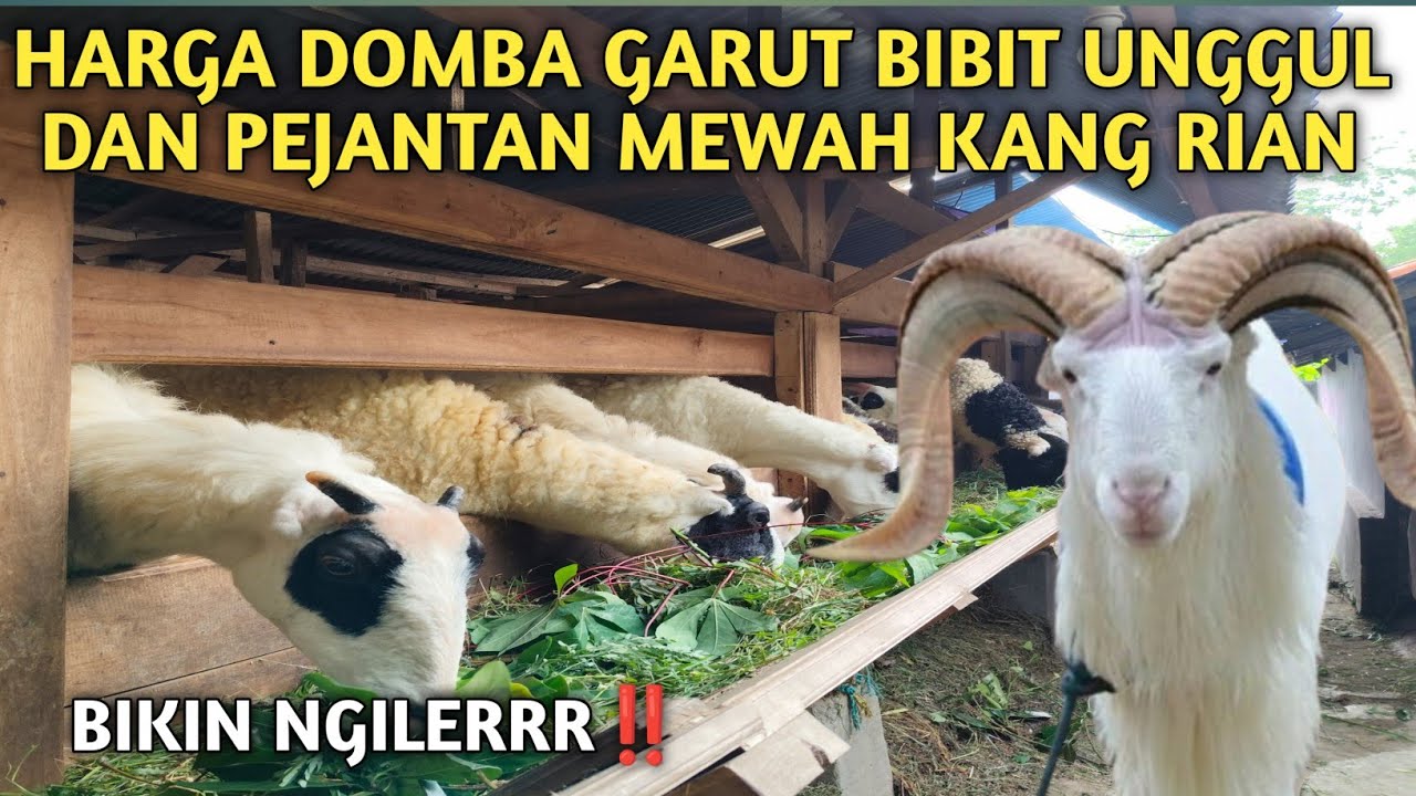 HARGA DOMBA GARUT BIBIT UNGGUL DAN PEJANTAN MEWAH DI KANDANG KANG RIAN