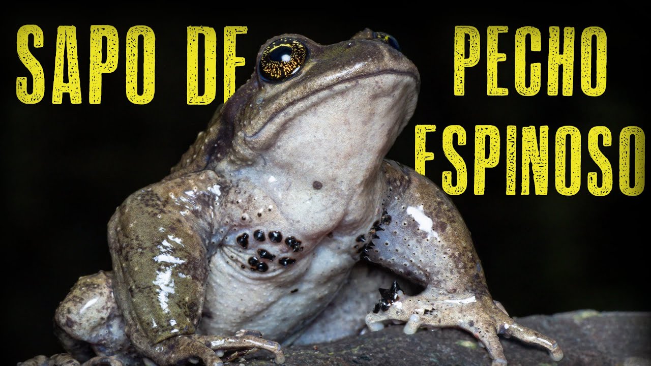 Sapo de Pecho Espinoso | Lo encontramos!