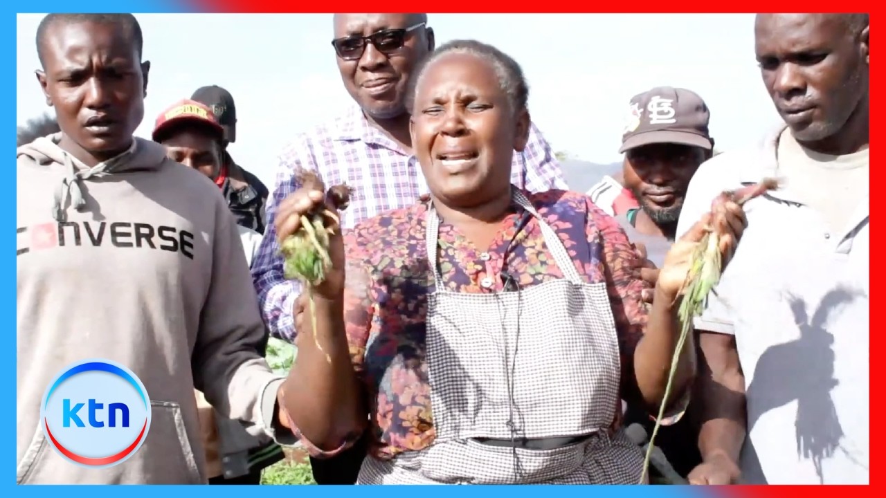 Farmers in Isiolo count huge losses after elephant invasion