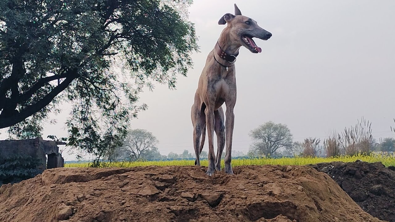 #harpreetvlogs 🦘🐕 आज काफी दिन 🤩बाद टाइम मिला इनको घूमने का आज फुल मस्ती करी 🦘🐕ने