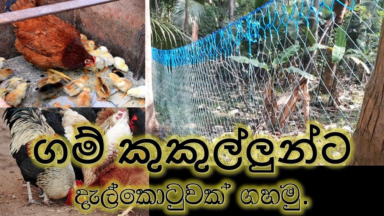 04. ගම්කුකුල්ලුන්ට දැල් කොටුවක් හදමු / Let's make a net cage for the chickens