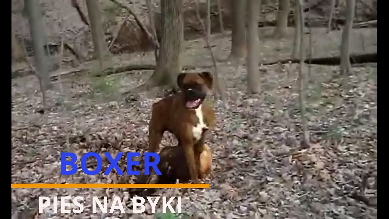 BOXER- opis rasy, historia, życie