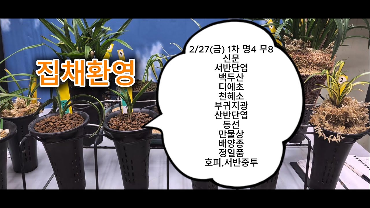 0227 1차 신문서반단엽백두산디에초천혜소부귀지광산반단엽동선만물상배양종정일품호피,서반중투 