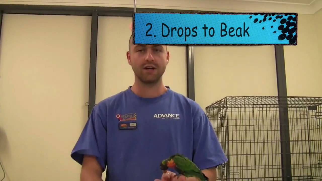 4 helpful tips on Worming your birds