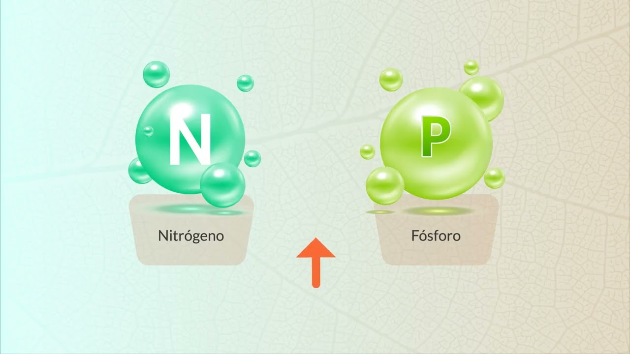 Recurso educativo 6: Redes tróficas y perturbaciones