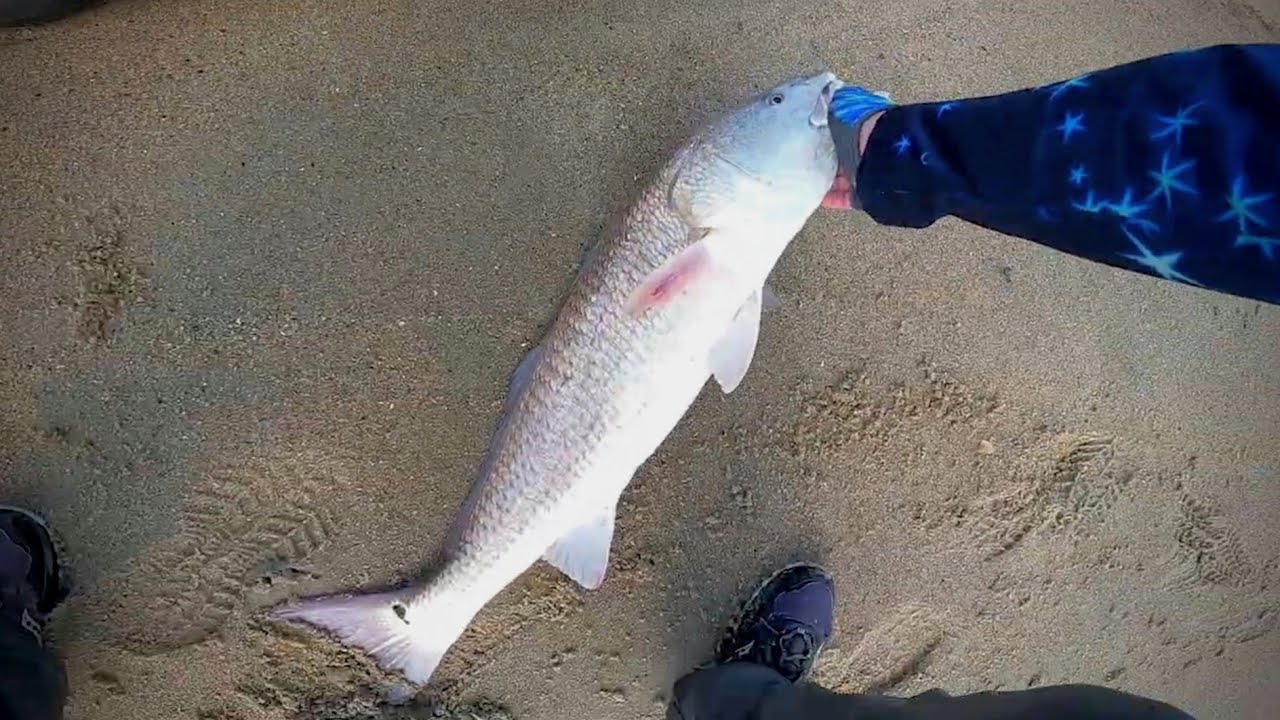 REDFISH IN THE SURF Starting With FISHBITES and The Cheapest Shrimp I Could Find