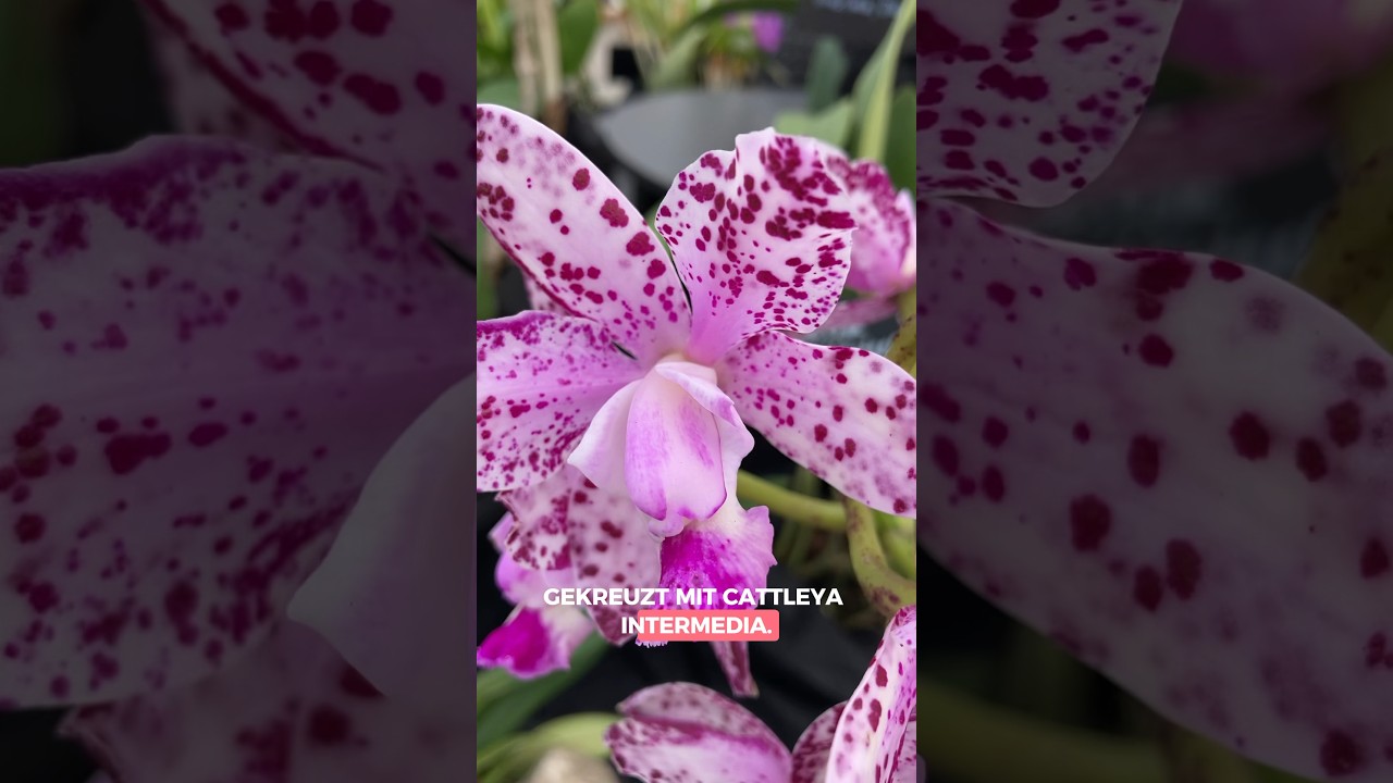 Diese Cattleya Orchidee ist der absolute Hammer! 🌸 