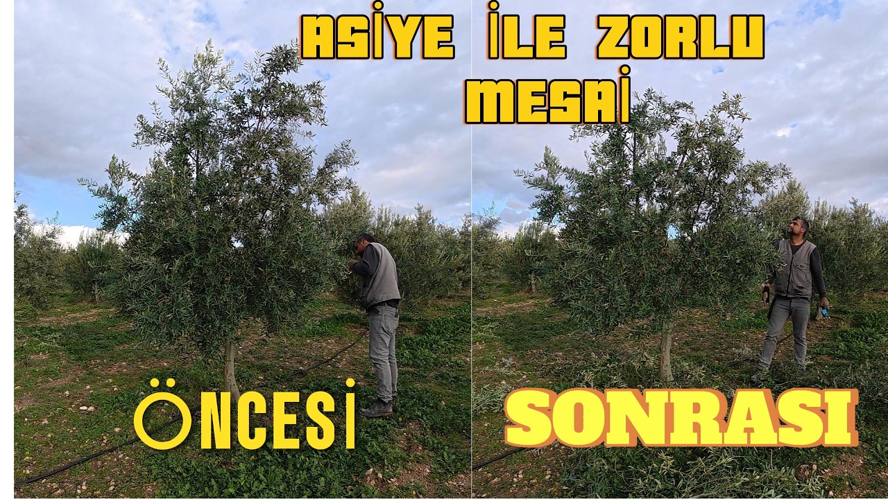 YAĞMUR ÇAMUR DİNLEMEDİK! | Kızım Asiye ile Zeytin Budama Günlüğümüz