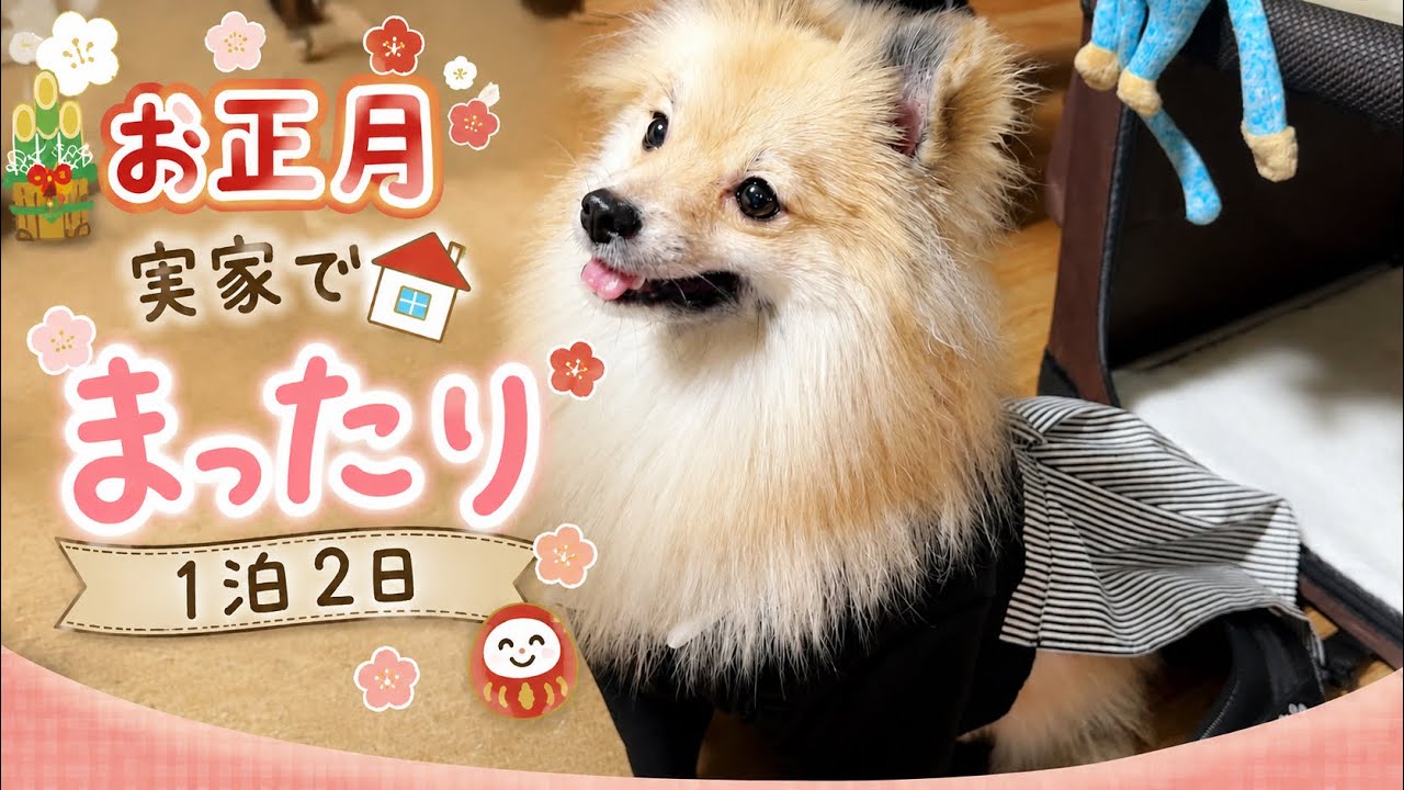 うたと実家でまったり正月を過ごしました♪
