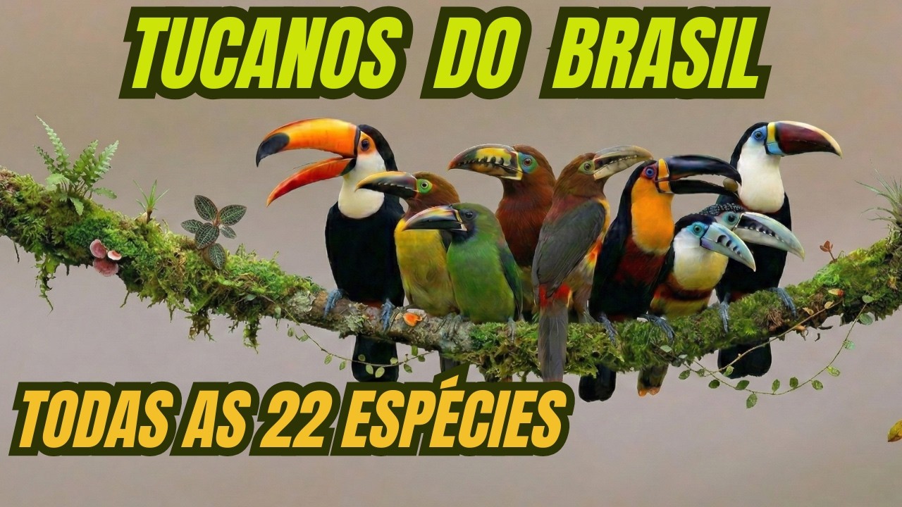 AS 22 espécies de tucanos do Brasil.