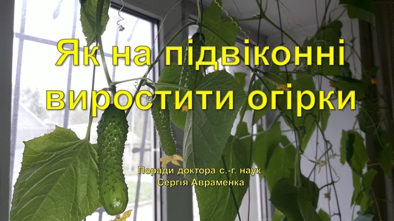 Як на підвіконні виростити огірки