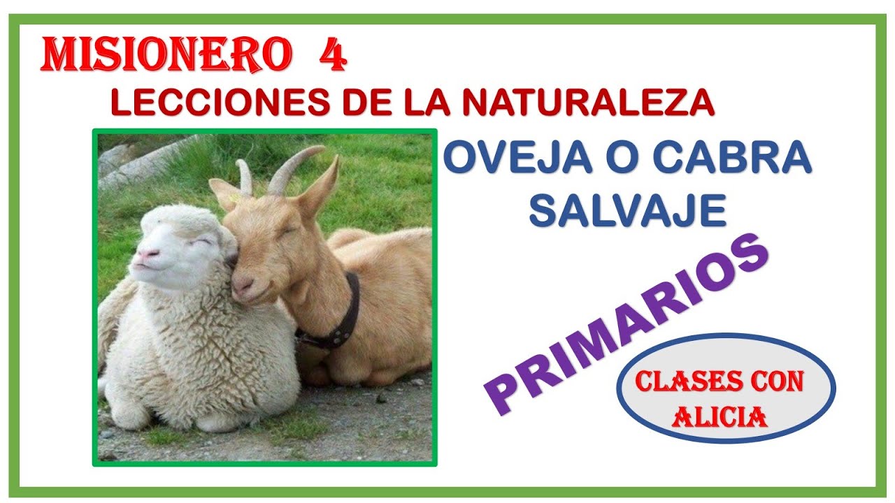 PRIMARIOS -MISIONERO - LECCIONES DE LA NATURALEZA -OVEJA O CABRA SALVAJE - MINISTERIO INFANTIL