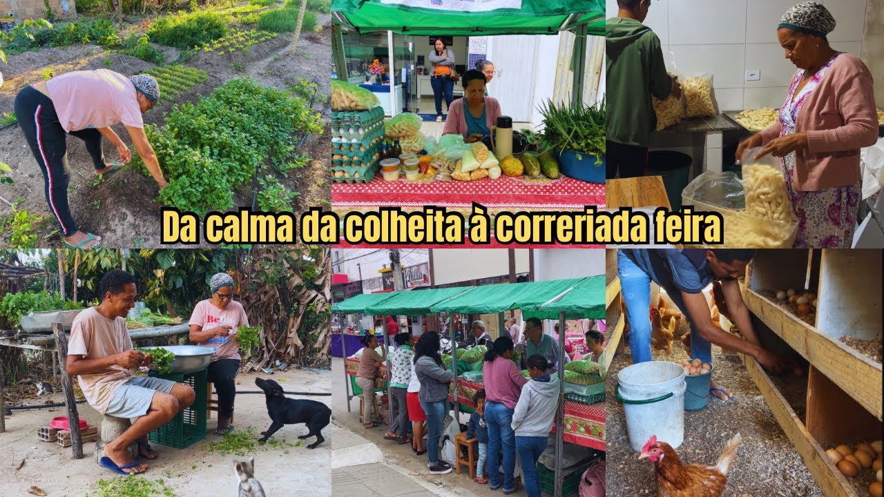 Colheita no sítio e vendas na feira: dois lados da nossa rotina