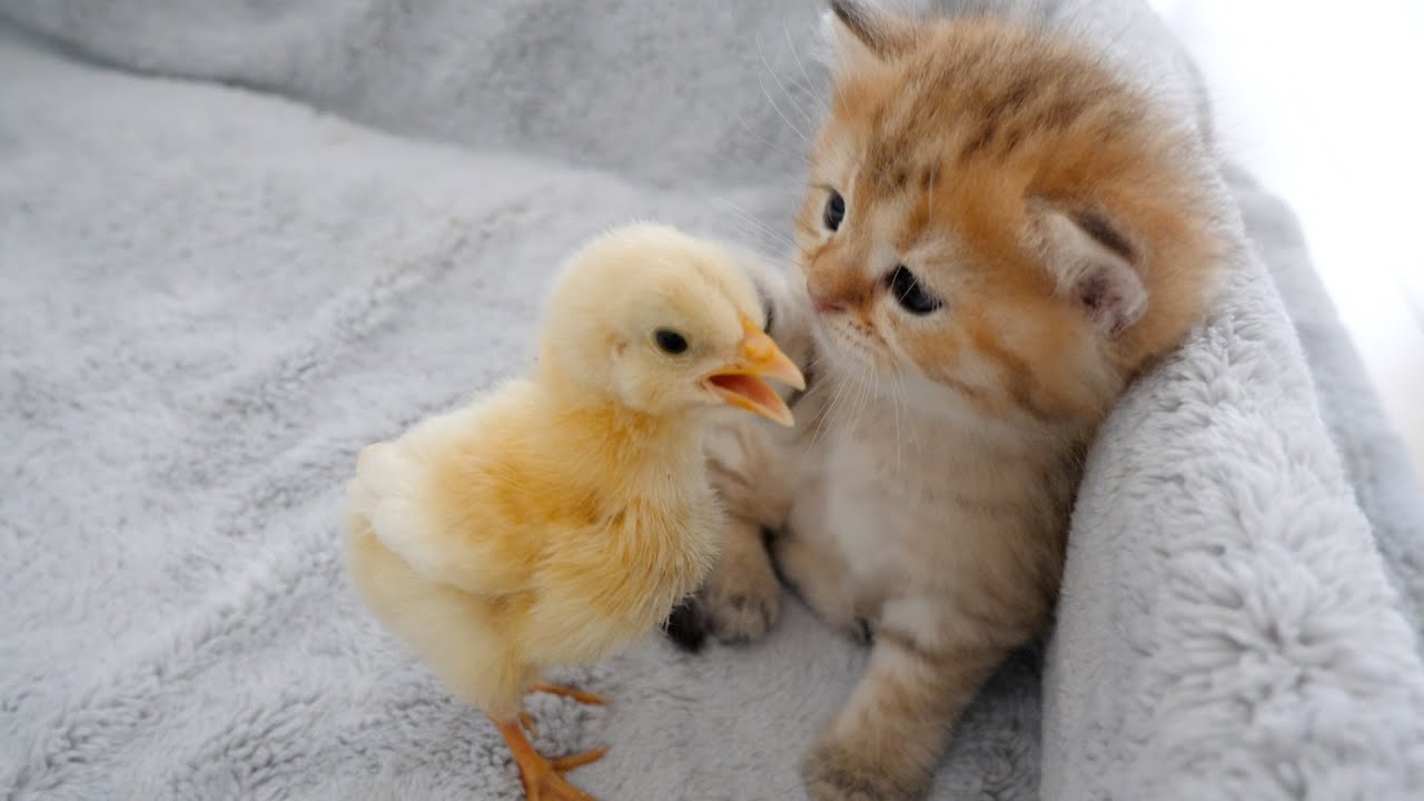 If the kittens are lazy, the chicks will come!