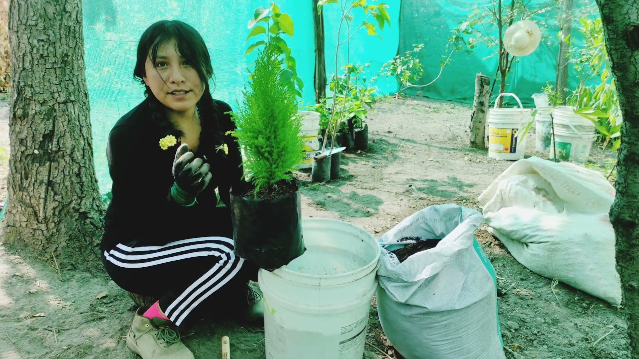 CIPRÉS LIMÓN ENANO (cuidados y manejo agronómico)