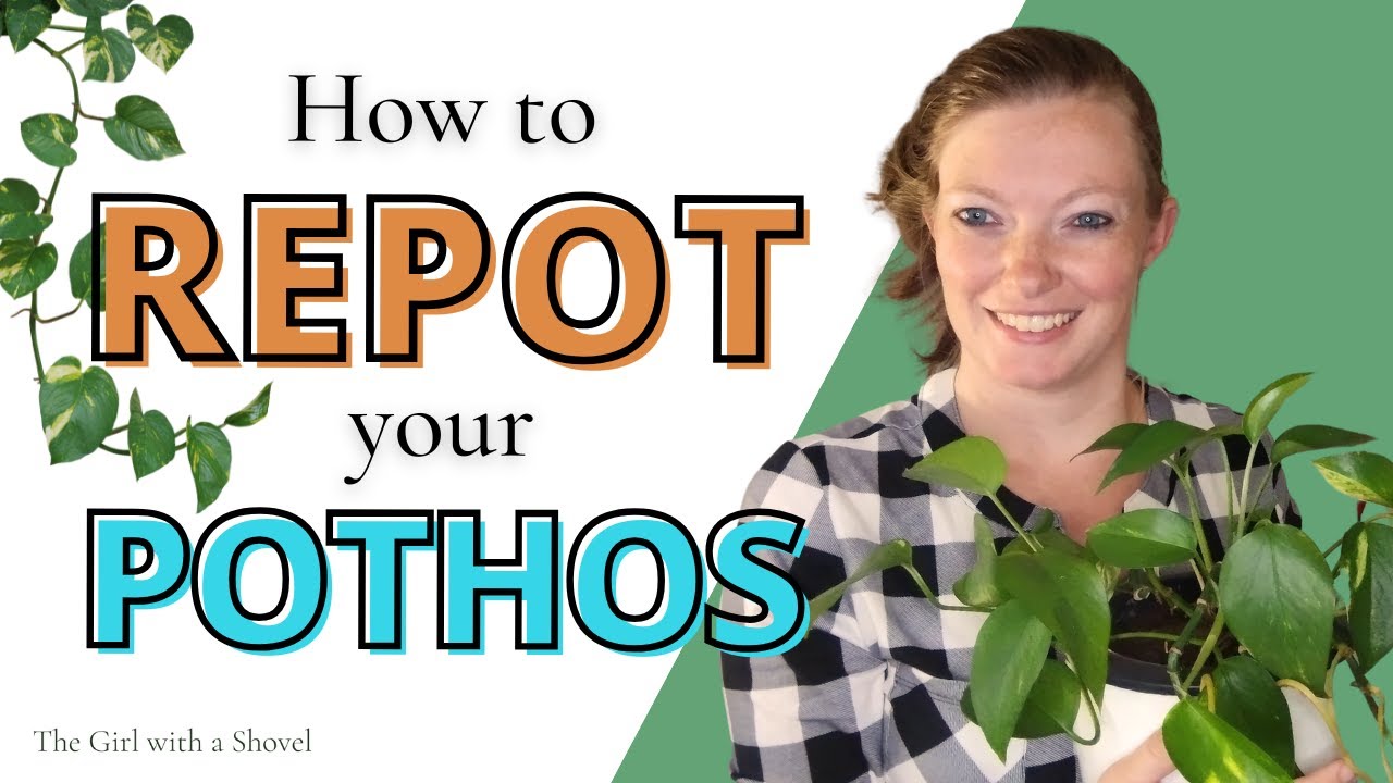 Repotting Pothos Plants: A Step-by-Step Guide for Beginners!