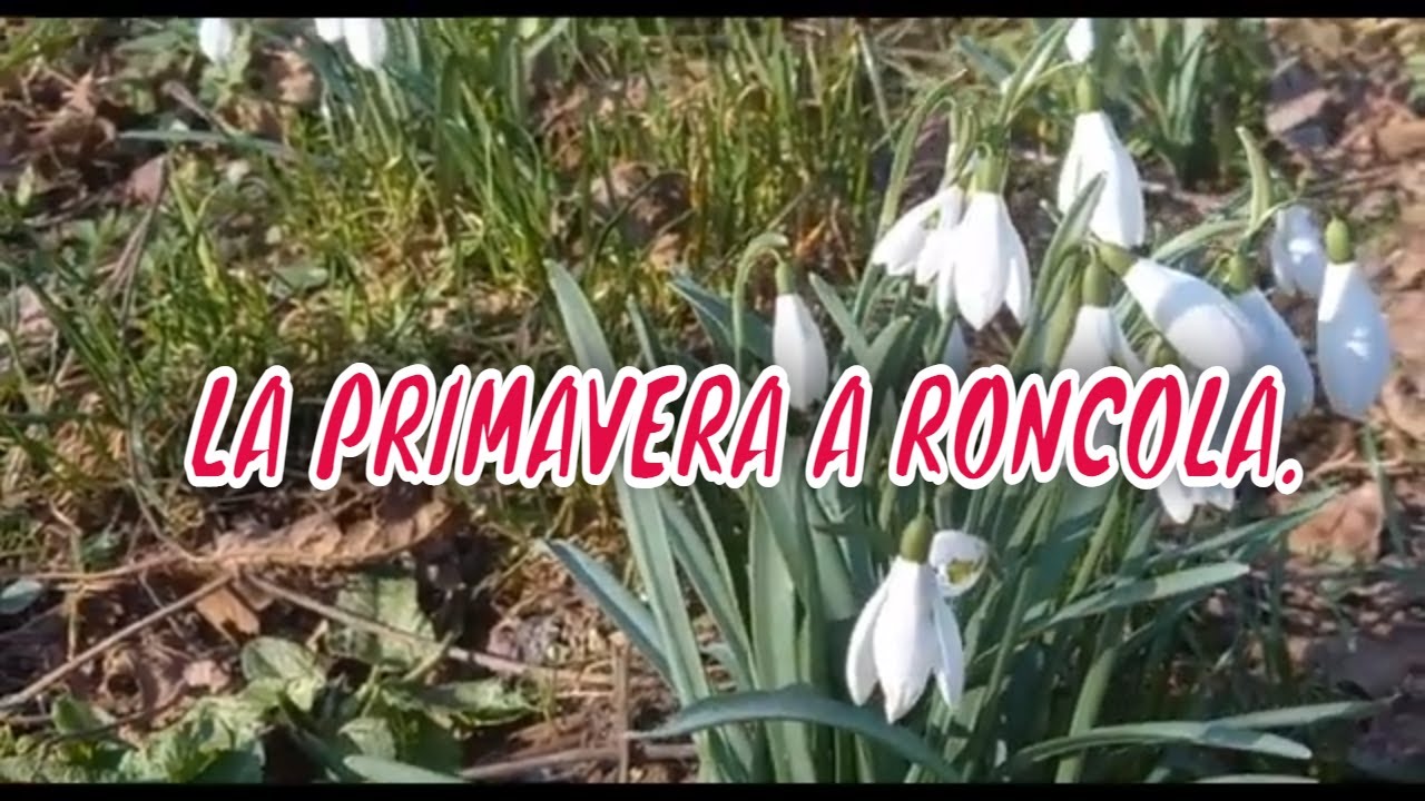 LA PRIMAVERA A RONCOLA  SAN BERNARDO.