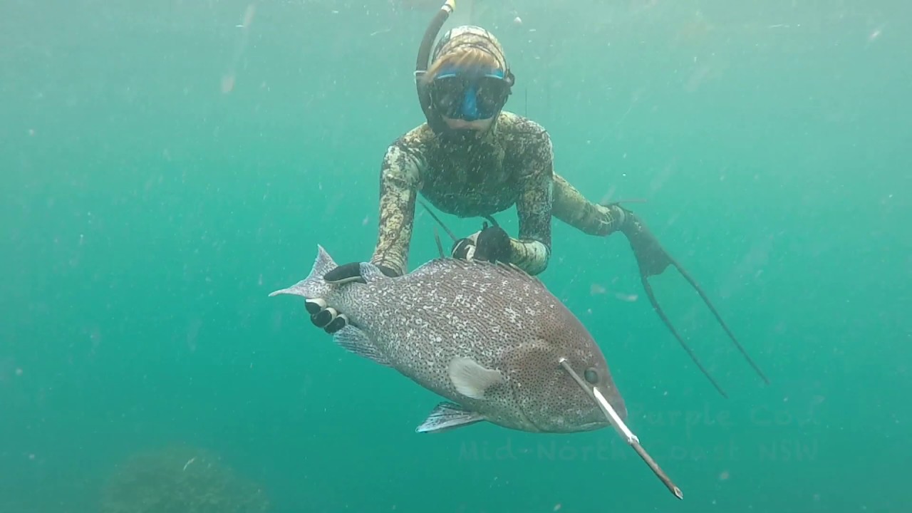 Spearfishing VI - mainly in Sydney, NSW