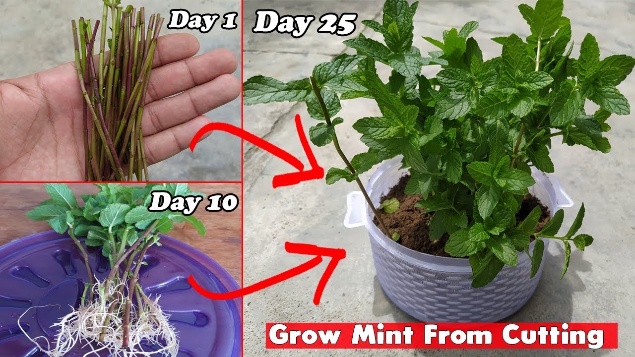 How to Grow Mint From Cutting (Step By Step Guide)