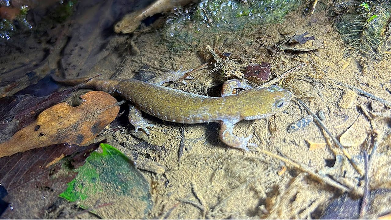 止水性サンショウウオの探し方【トウキョウサンショウウオ】