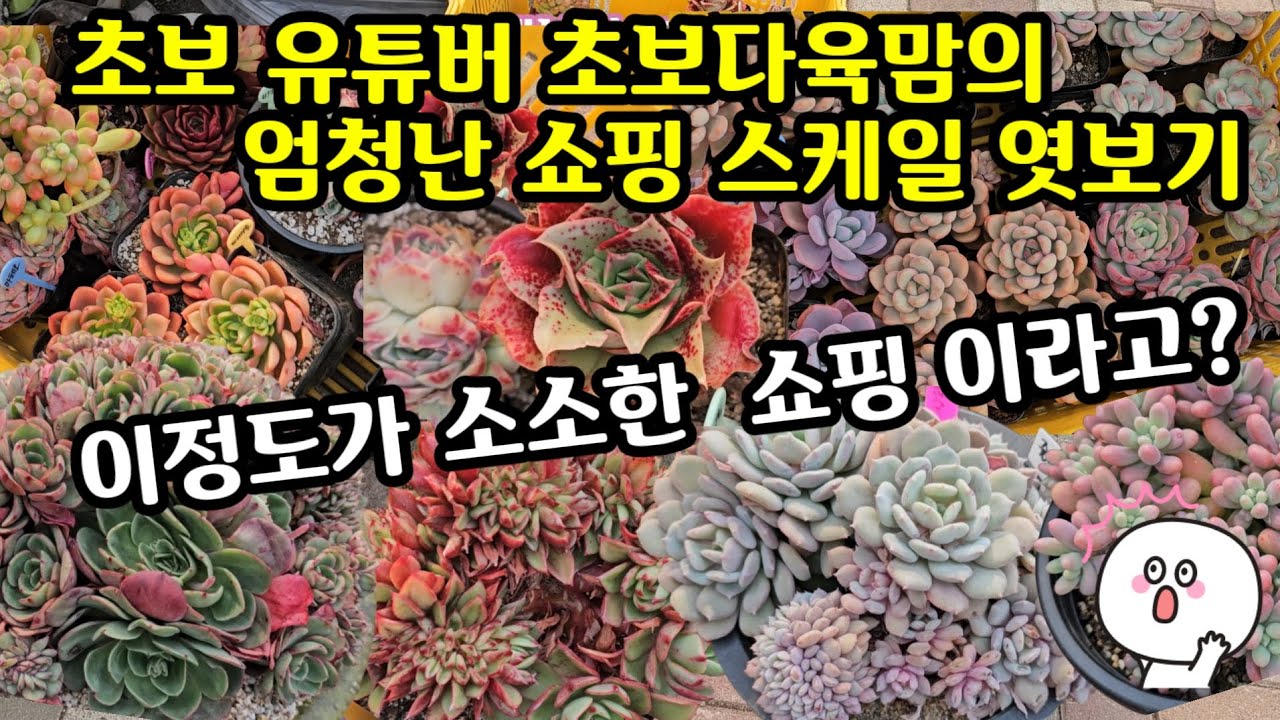 남다른 초보 유튜버님의 엄청난 다육이 쇼핑 스케일 엿보기 🌸 나와 다르지만 틀린건 아니다 !👌부러우면 지는건디 부럽다요~😆