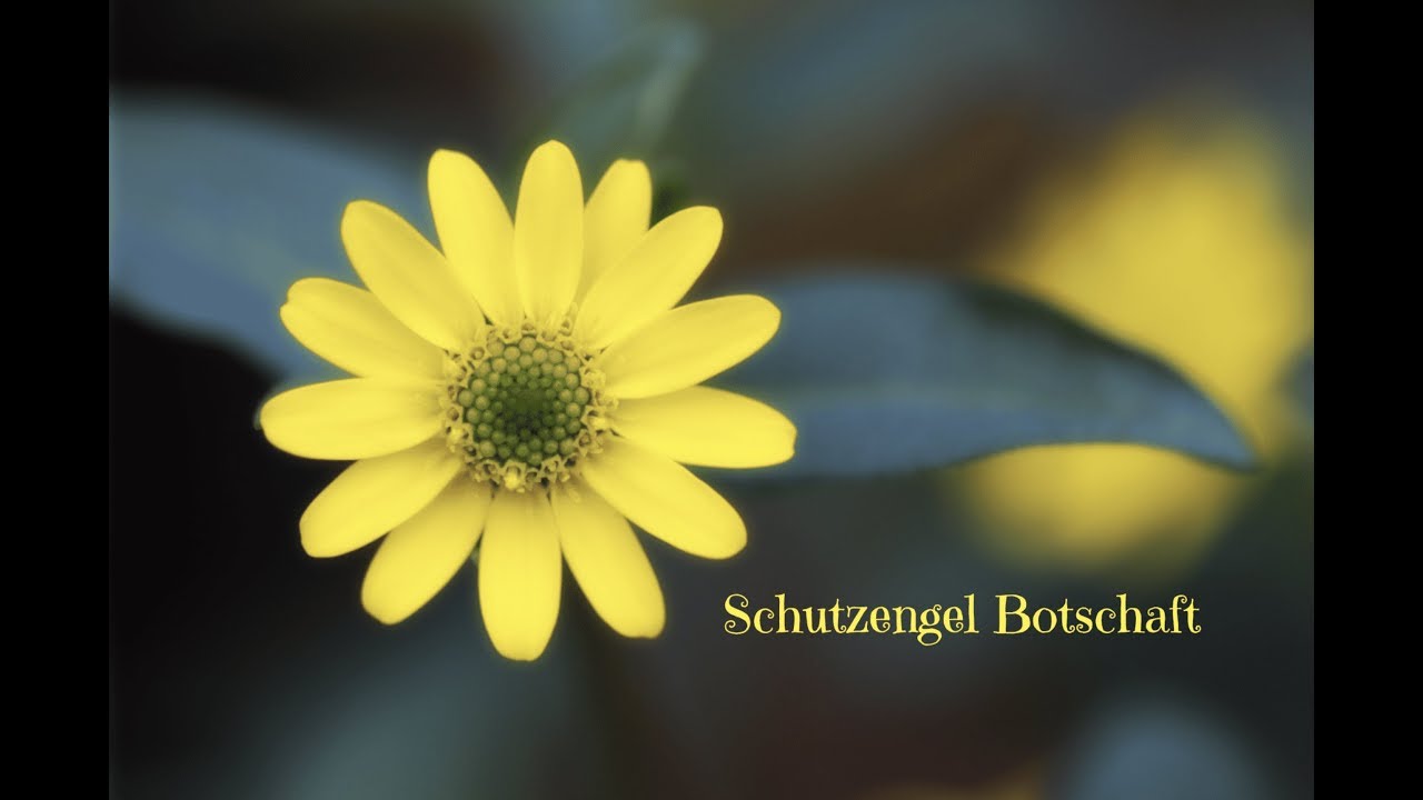 Schutzengel Botschaft ❤️