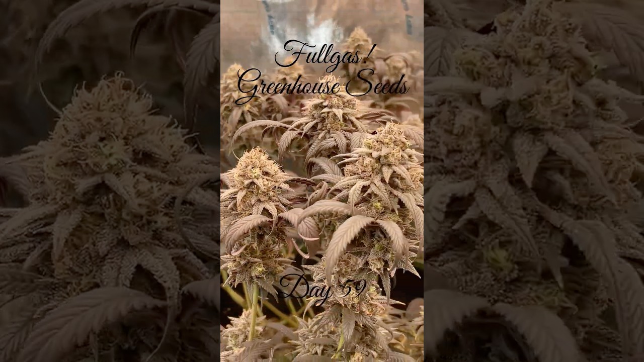 Fullgas! Greenhouse Seeds Day 59