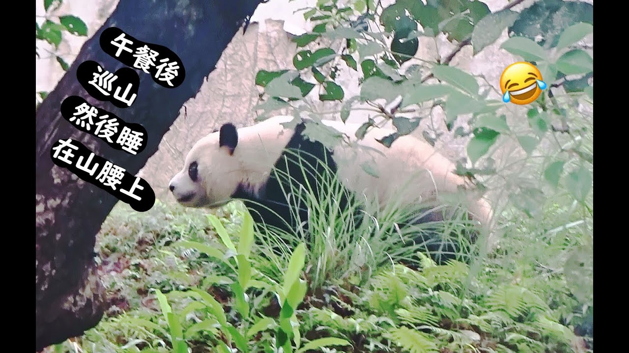 妹妹午餐後巡山然後睡在山腰上20260124