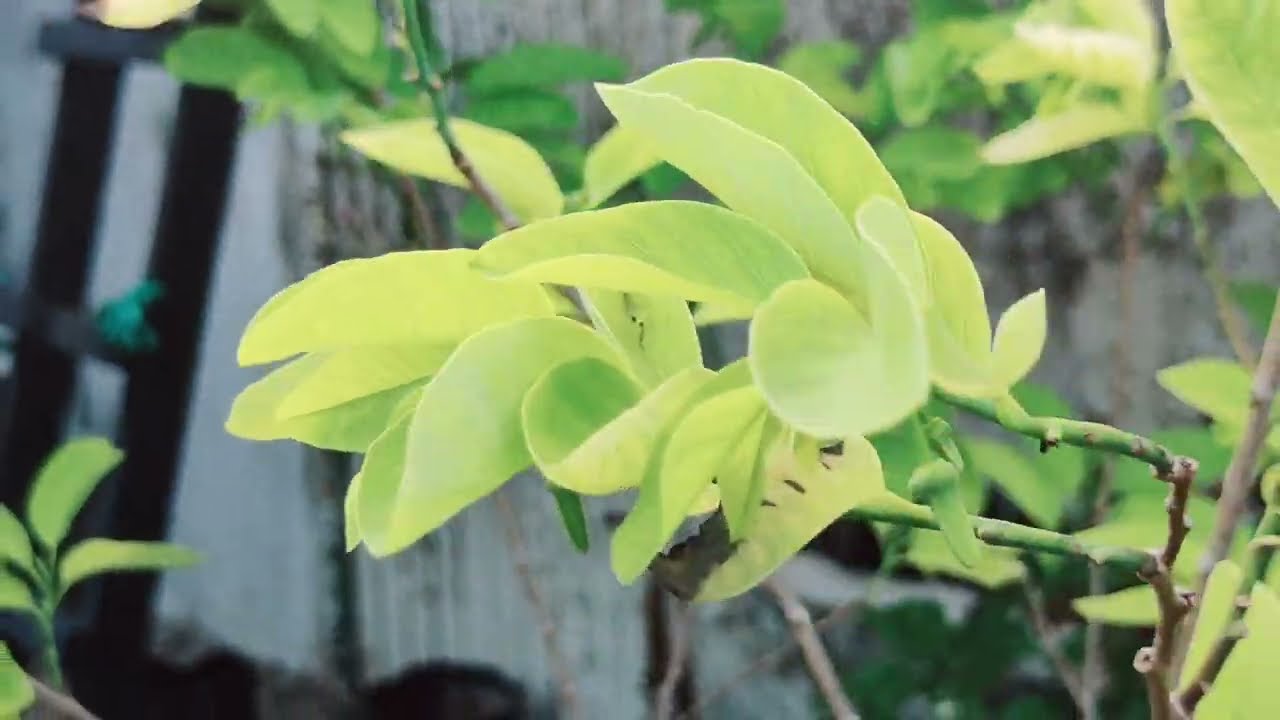 Mga Dahilan at Solusyon sa Paninilaw ng Dahon ng Halaman