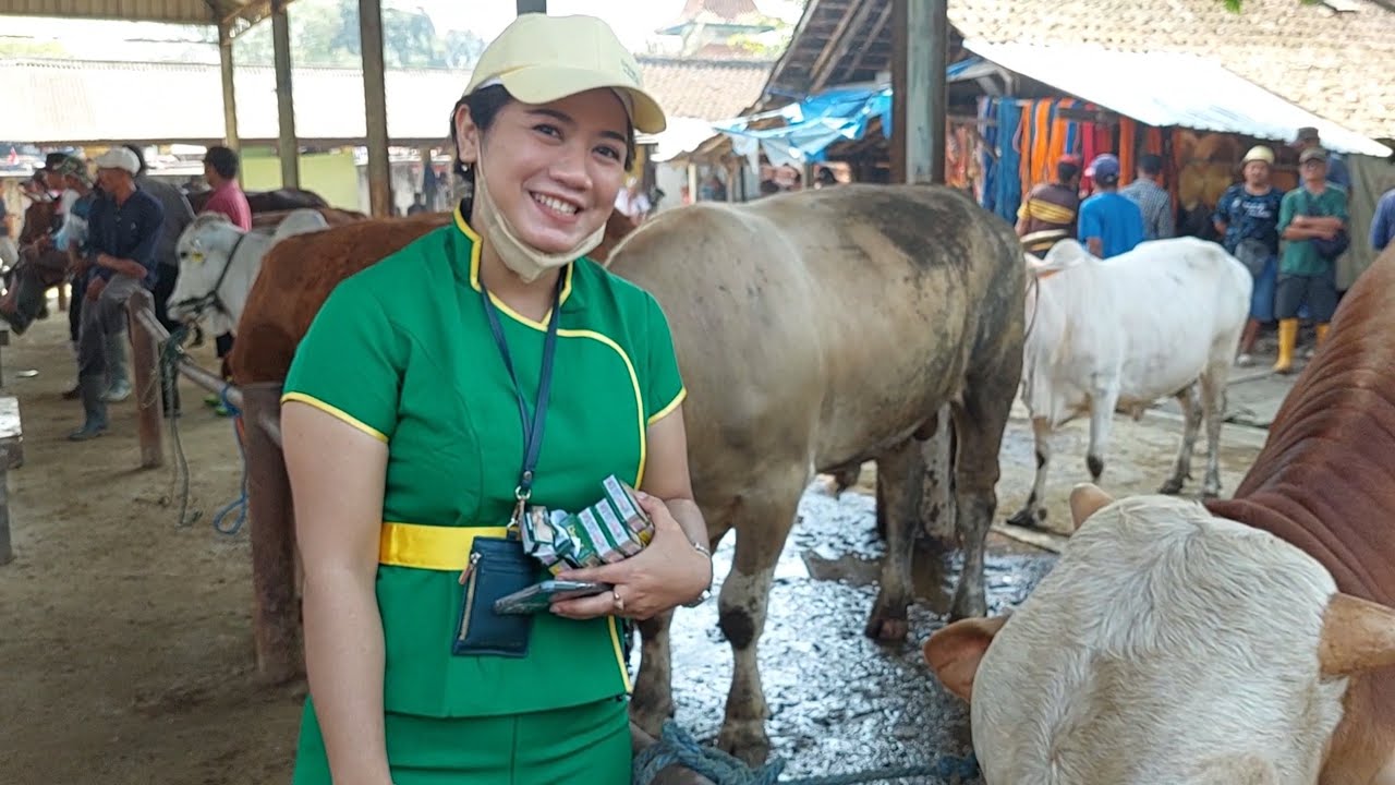 SAPI PEDAGING PASAR PON AMBARAWA NEGO SERUU 🔥🔥🔥