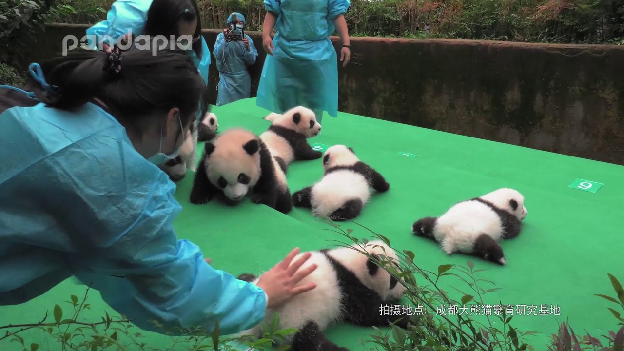 Panda cubs’ first public debut in year 2017