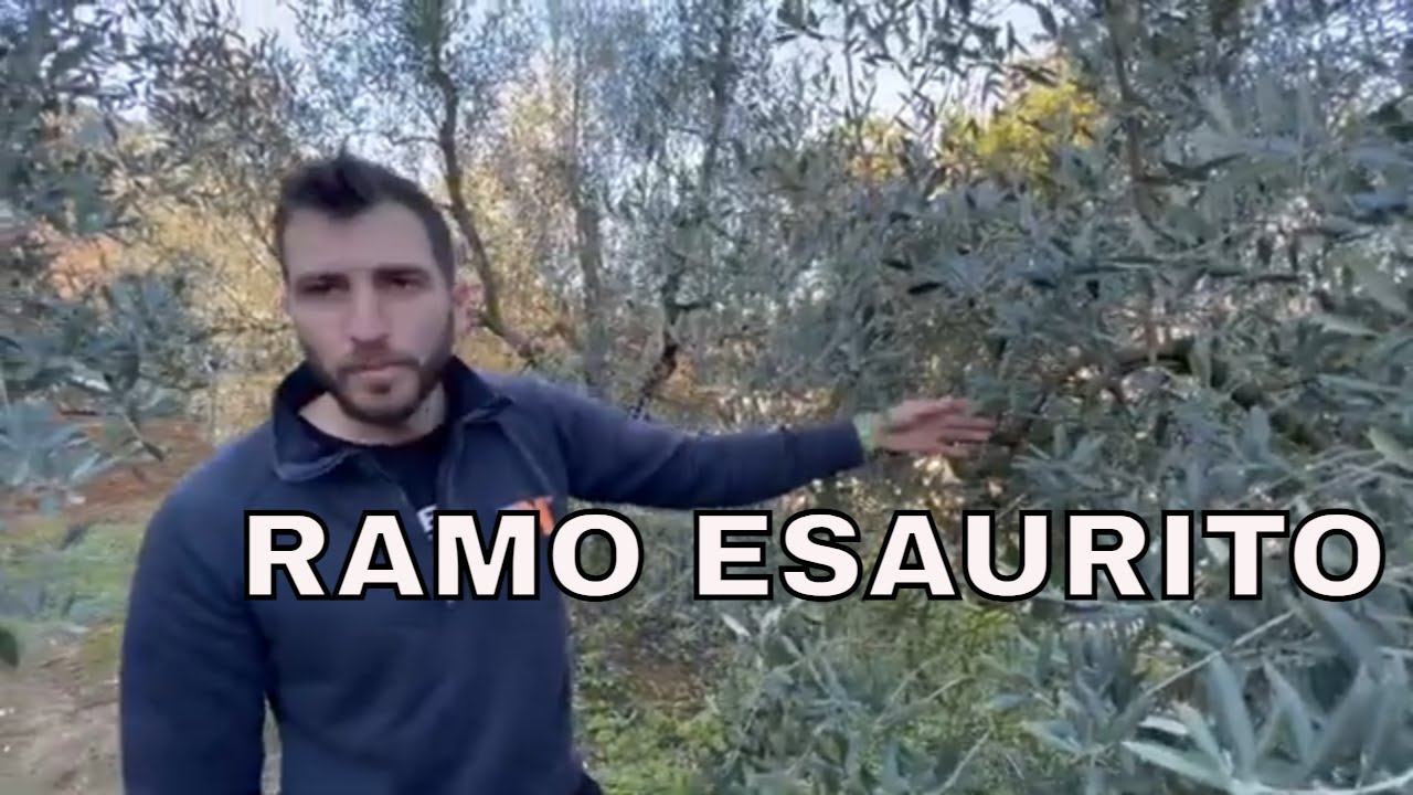 Potatura rami esauriti dell’olivo