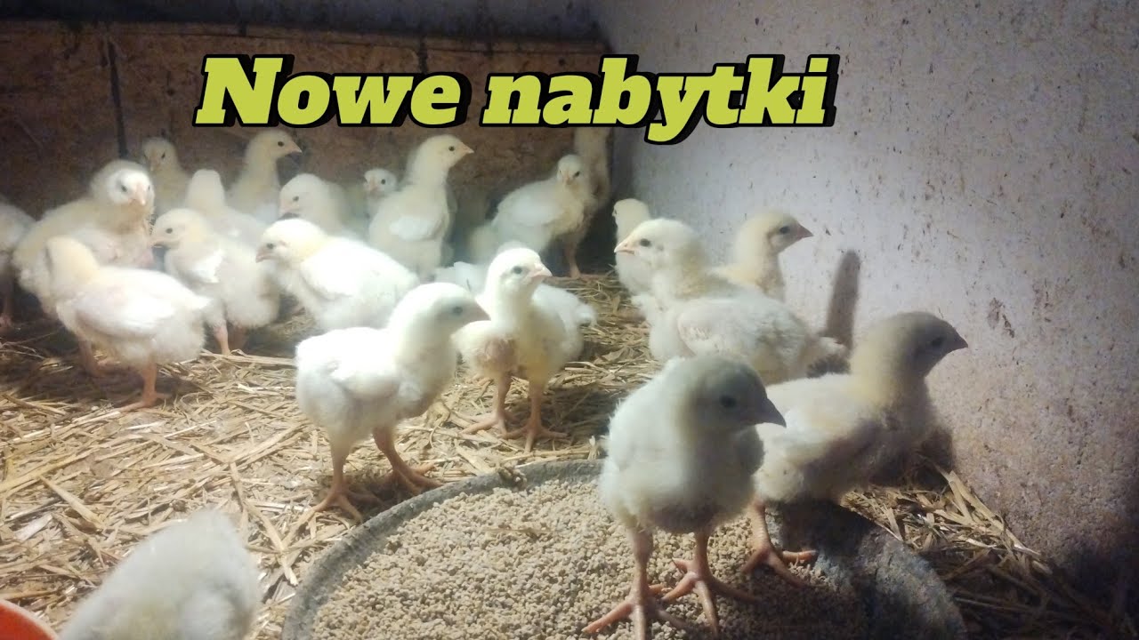 321. Kurczaki-dzieciaki 🐤 warzywa, owoce, zwierzaki-krótki obchód 