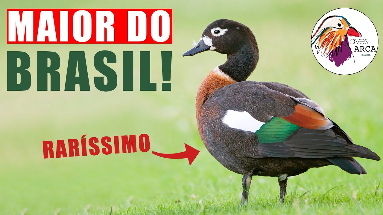 Conhecendo o MAIOR criatório de AVES AQUÁTICAS do BRASIL! - Chocmaster Visita Aves Arca.