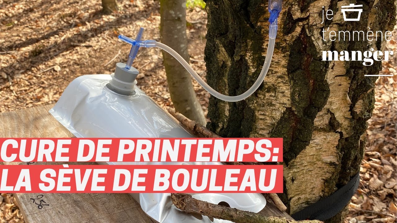 Sève de bouleau | Je t'emmène manger | Épisode 11