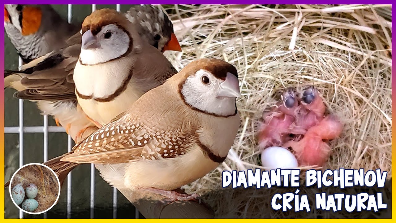 DIAMANTE BICHENOV CRÍA NATURAL (LECHUZAS) OWL FINCH NATURAL BREEDING🦜