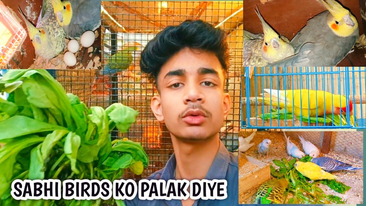 SABHI BIRDS 🦜 KO PALAK ☘️ DIYA , OR COCKTAIL BIRDS KI BREEDING PROGRESS CHECK KIYE 