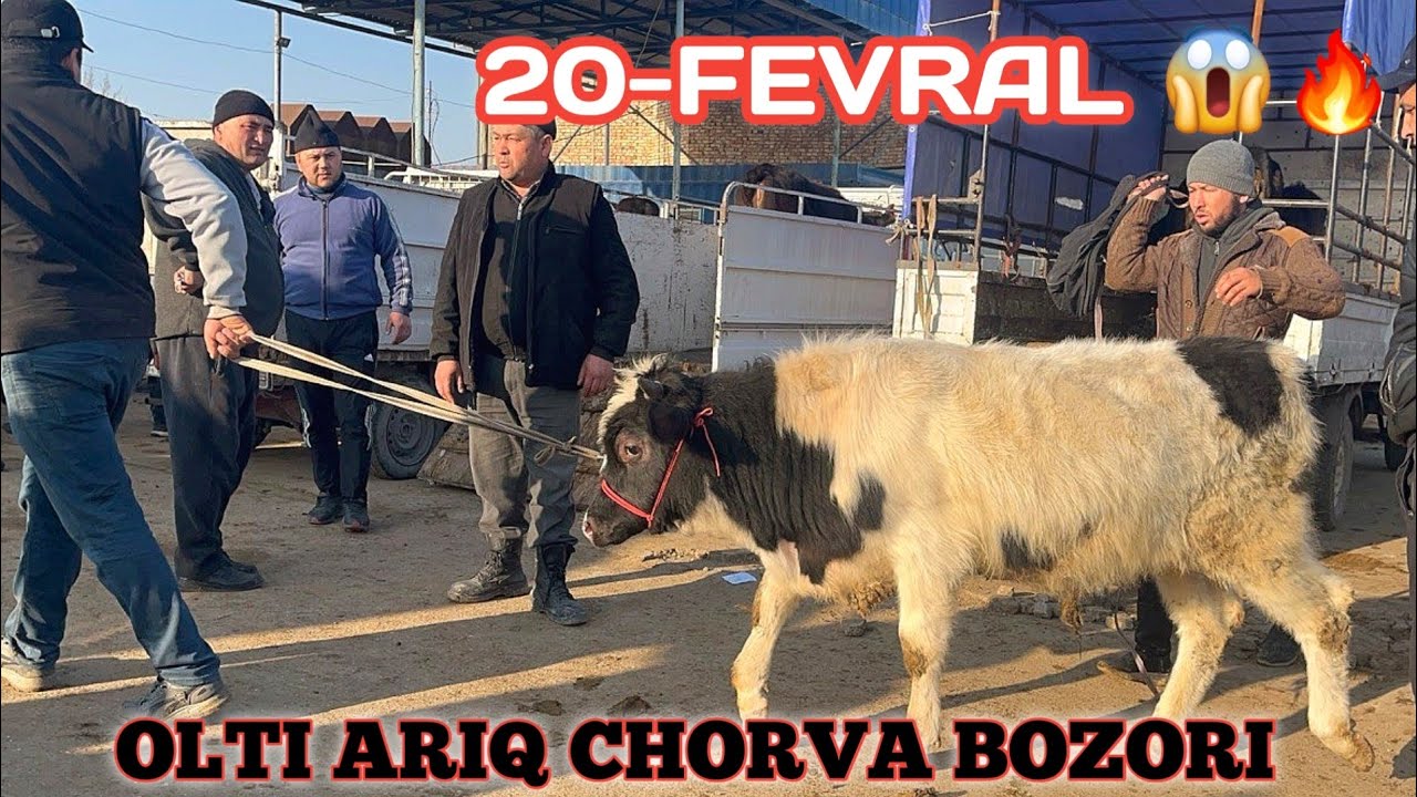 REAL SOTILGAN VA QAYTGAN NARXLARI OLTI ARIQ CHORVA BOZORIDAN