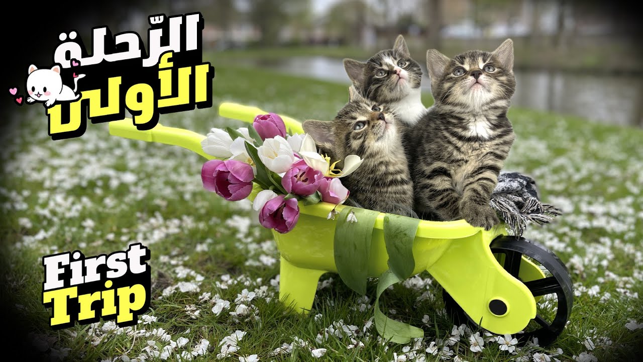 أول مشوار ... مع أولاد شوق و نار 😻 اشتريتلهن ألعاب | First Outdoor Trip With One Month Old Kittens