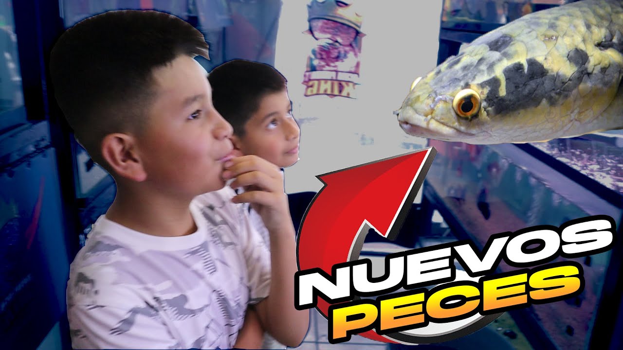 Estos son los Nuevos peces en Acua Parrot King